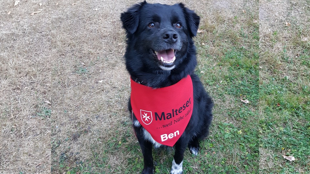Hund Ben mit einem roten Malteser-Tuch