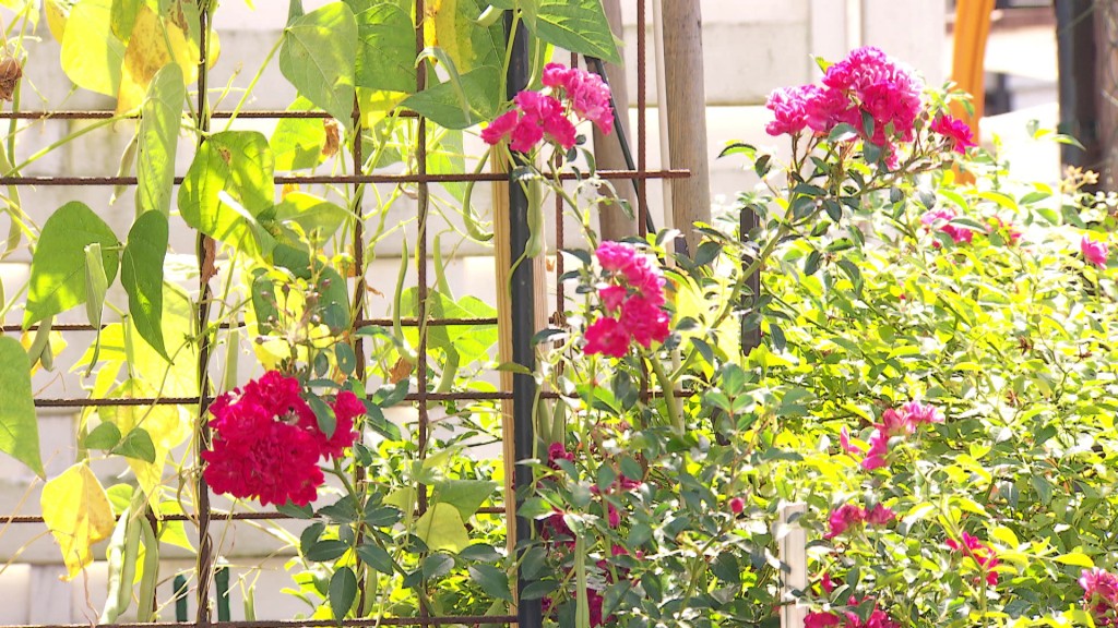 Foto: Gartenpflanzen