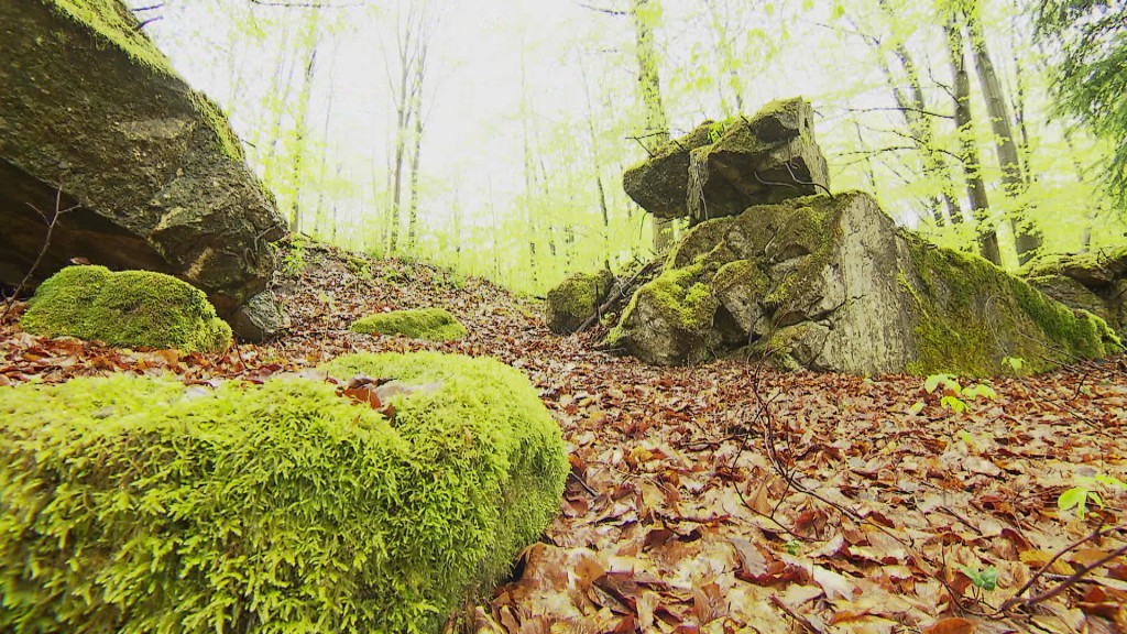 Foto: Der Westwall