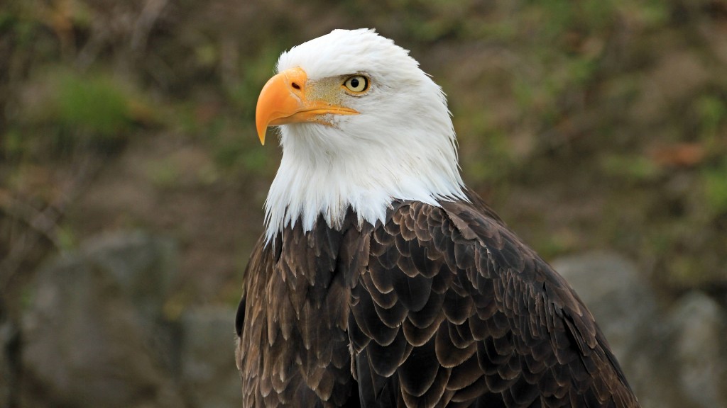 Ein Weißkopfseeadler