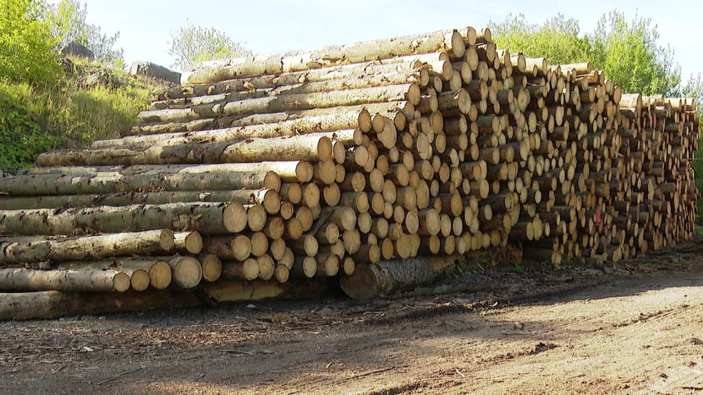 Holz liegt gestapelt im Wald