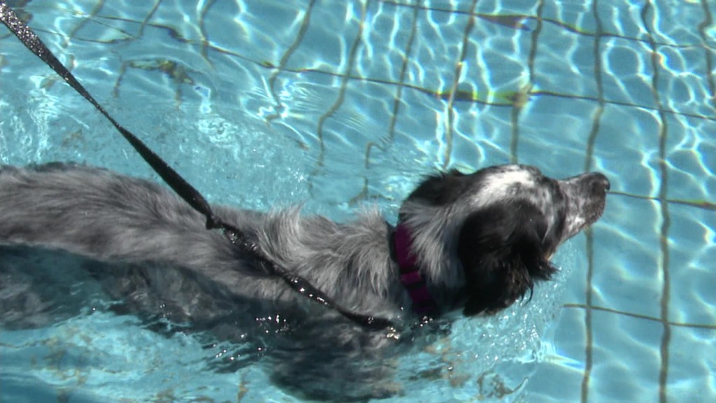 Angeleinter Hund im Schwimmbecken