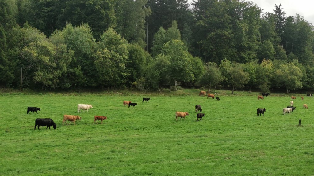 Oberer Eschweilerer Hof - Bauernhof Schleppi