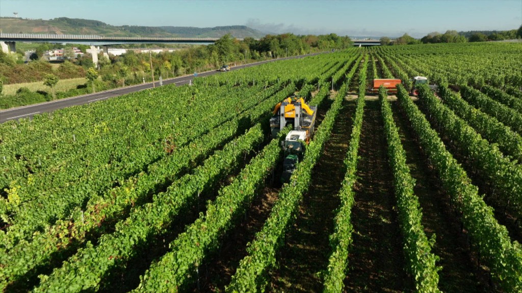 Foto: Weinlese in Perl