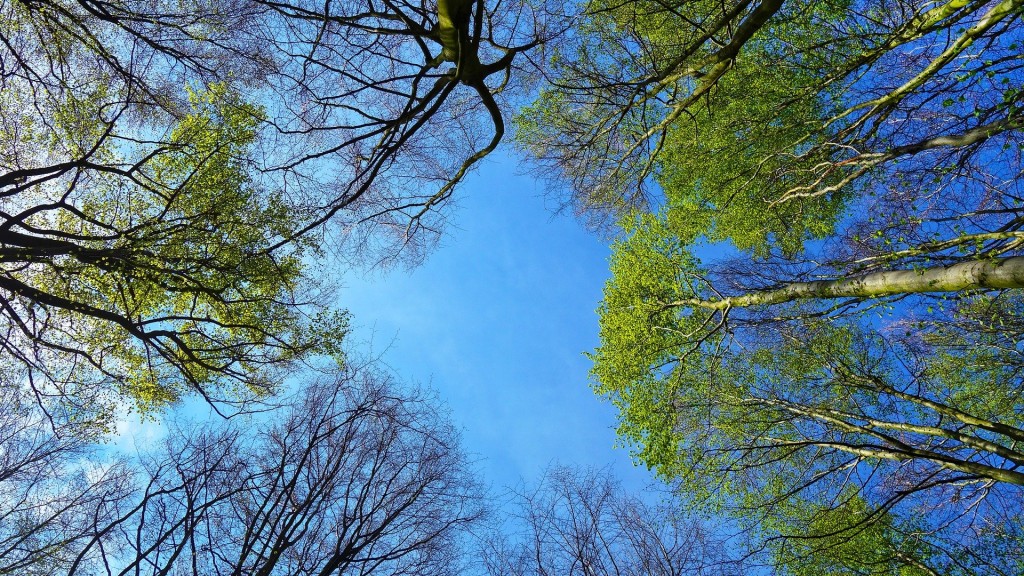 Im Wald