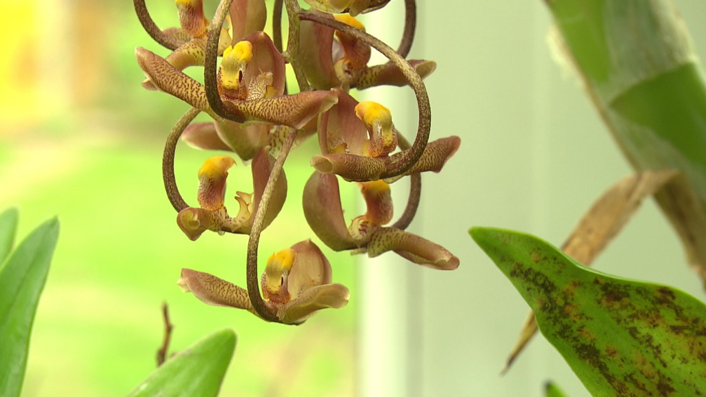 Foto: Orchidee