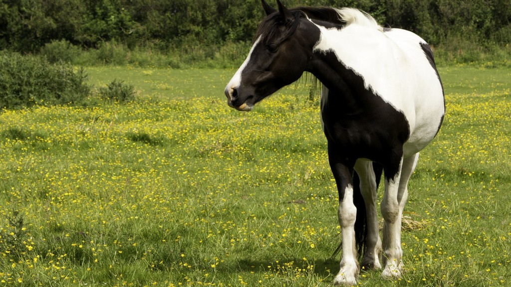 Tinkerpony