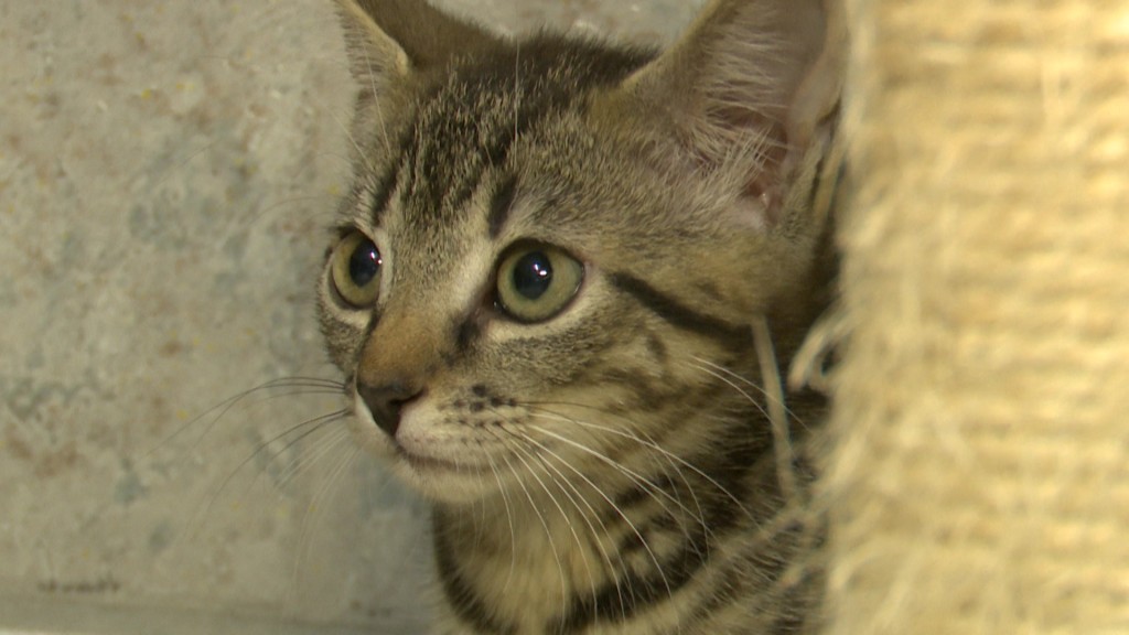 Katze im Tierheim Niederlinxweiler