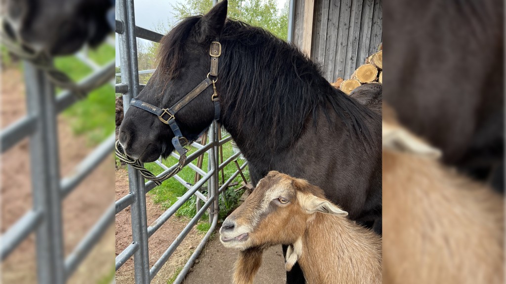 Ziegenbock Leo und ein Pferd