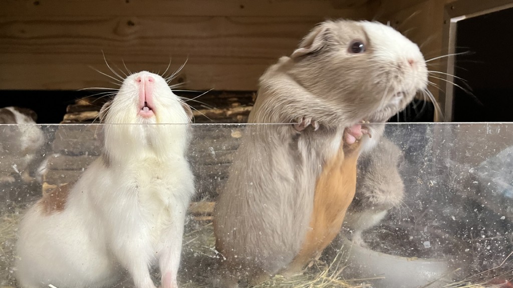 Meerschweinchen in der Zucht bei Elke Gebhard-Biegel in Oberthal 