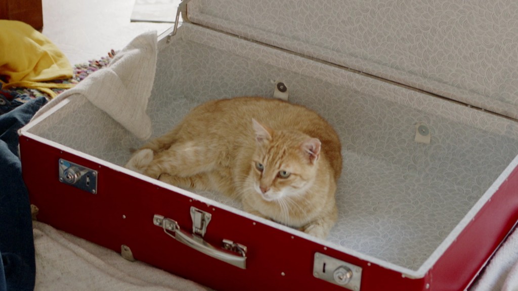 Foto: Katzein einem Koffer