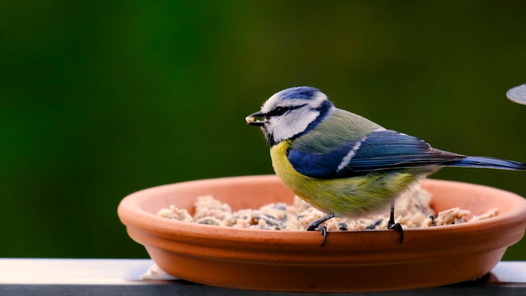 Foto: Eine Blaumeise