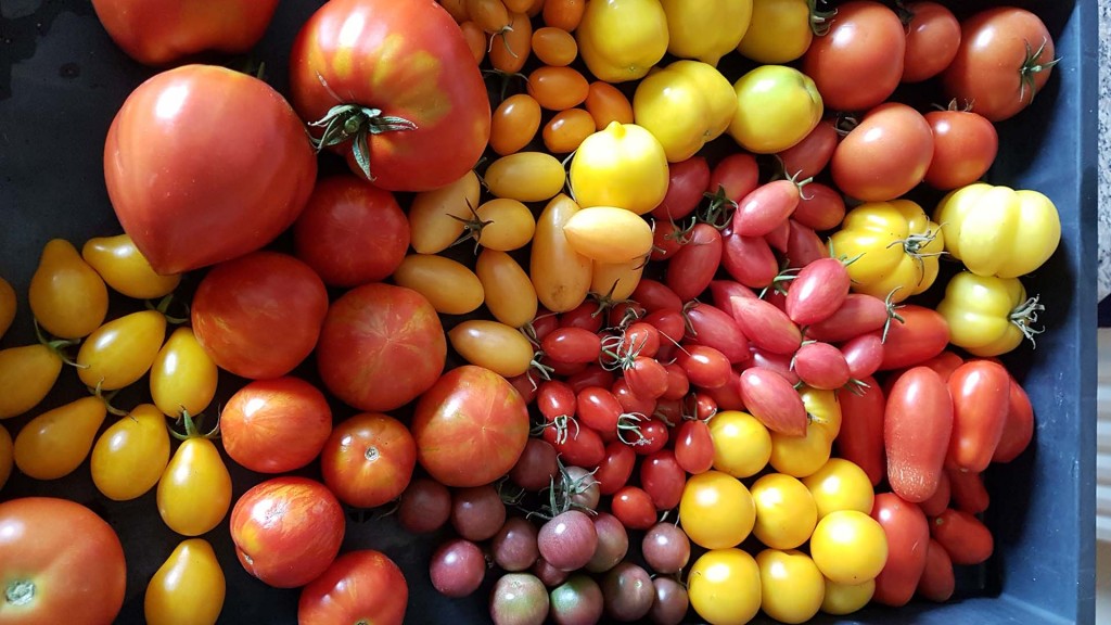 Unterschiedliche Tomatensorten