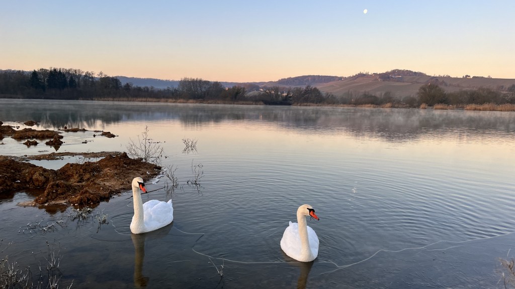 Schwäne auf einem Weiher