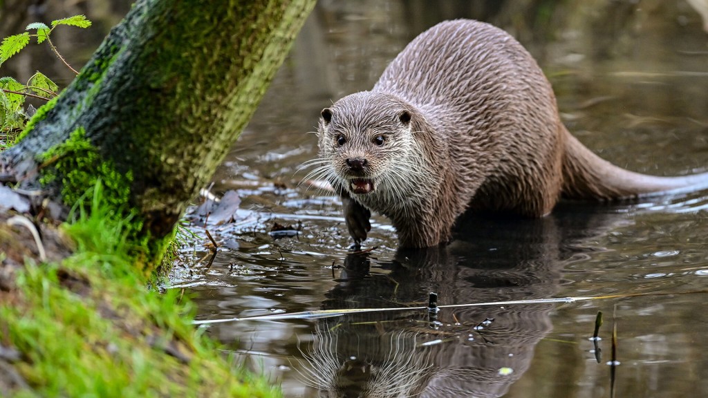 Foto: Ein Fischotter am Ufer eines Flusses