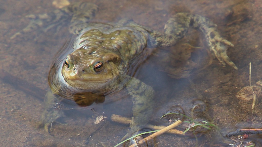 Foto: Frosch