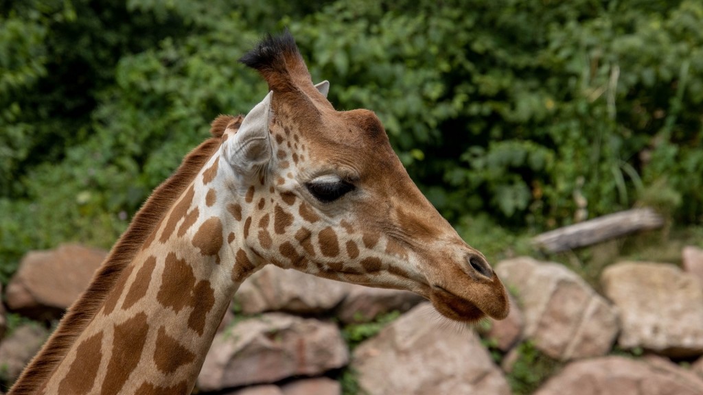 Foto: Die Giraffe Njaro