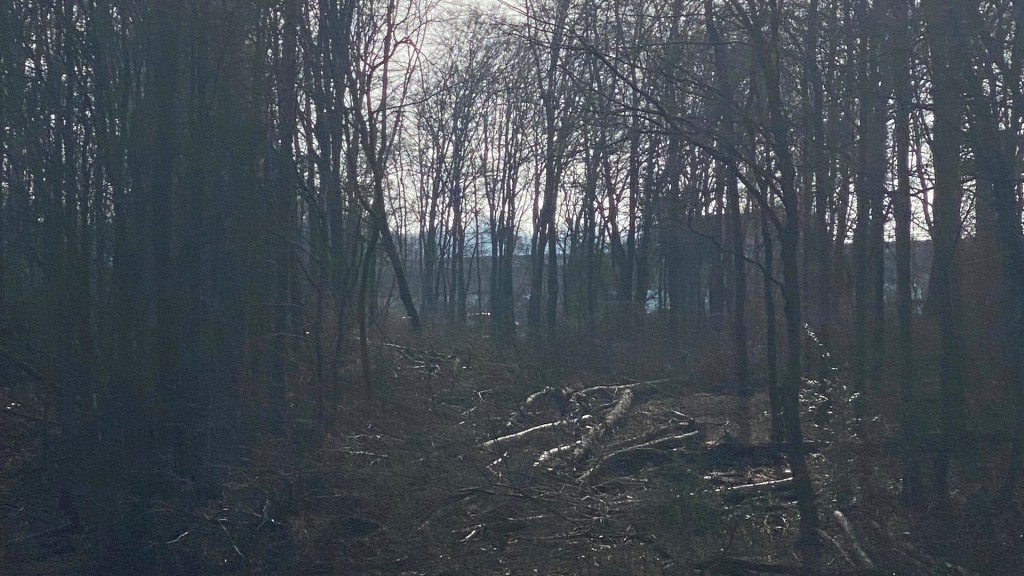 Forstschneise im Graureihergebiet