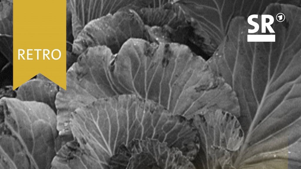 Großer Kohl im Gemüsebeet