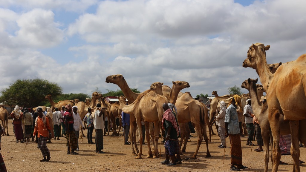 Kamele auf dem Viehmarkt von Baidoa 