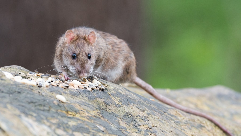 Eine Ratte isst Vogelfutter
