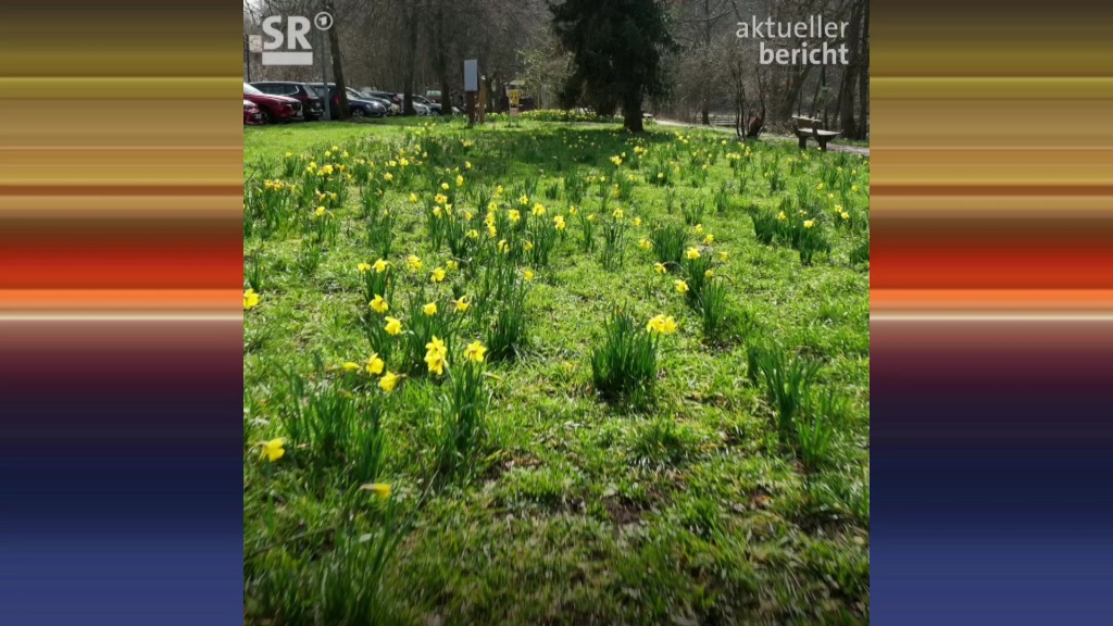Foto: Osteglocken auf einer Wiese am Itzenblitzer Weiher 