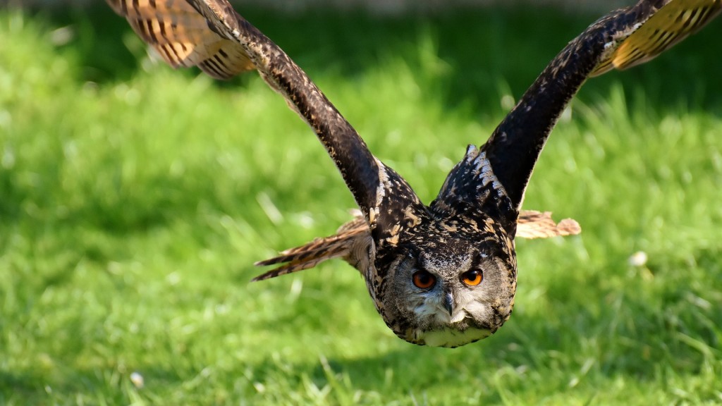 Eine Eule fliegt über eine Wiese