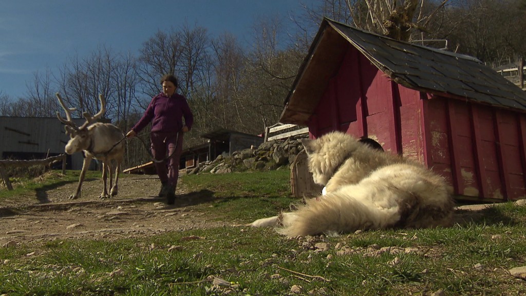 Foto: Anne-Lise Dubra mit einem Rentier und einem Husky