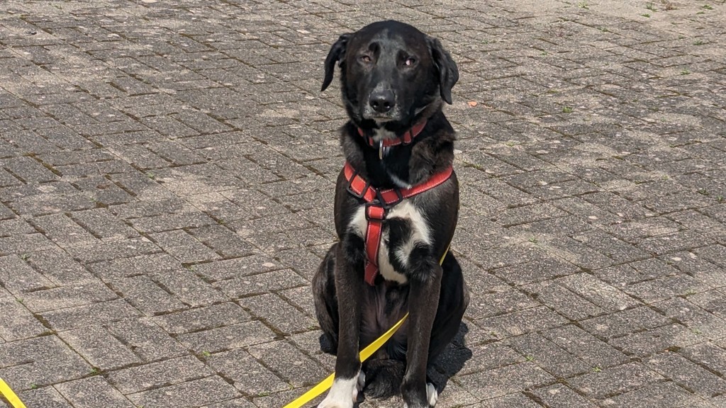 Garry  - ein Hund aus Rumänien