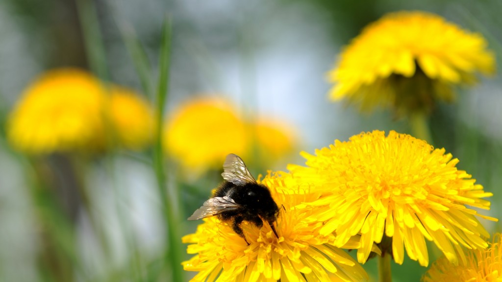 Auf einem gelb blühenden Löwenzahn sitzt eine Hummel