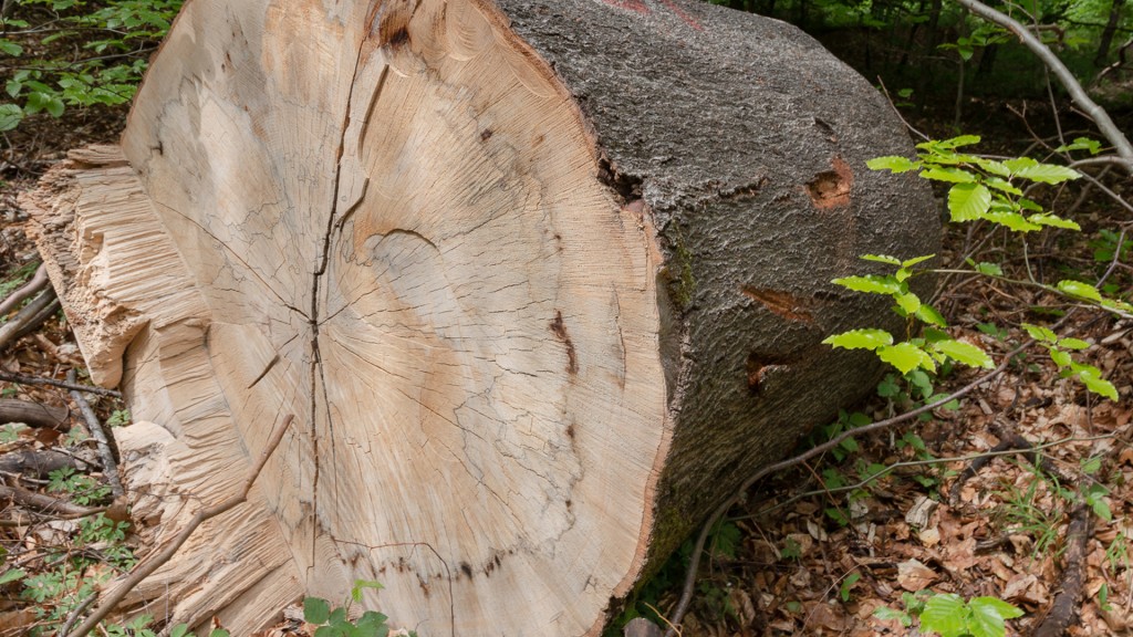 Ein gefällter Baum