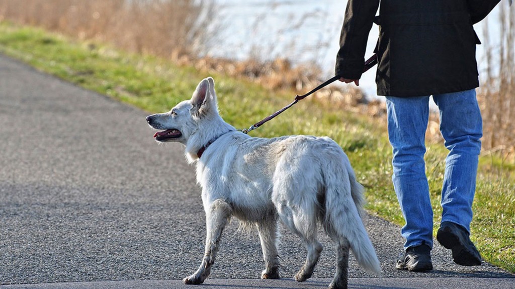 Hund an der Leine