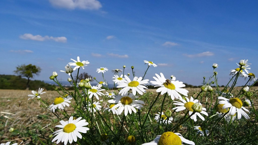 Wildblumen