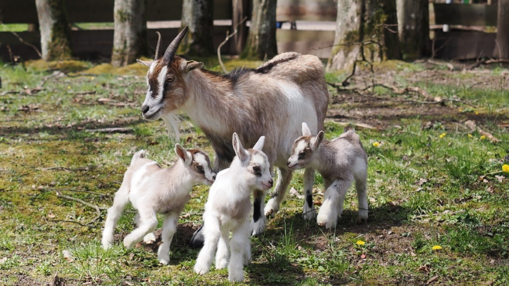 Ziegennachwuchs im Saarbrücker Wildpark 