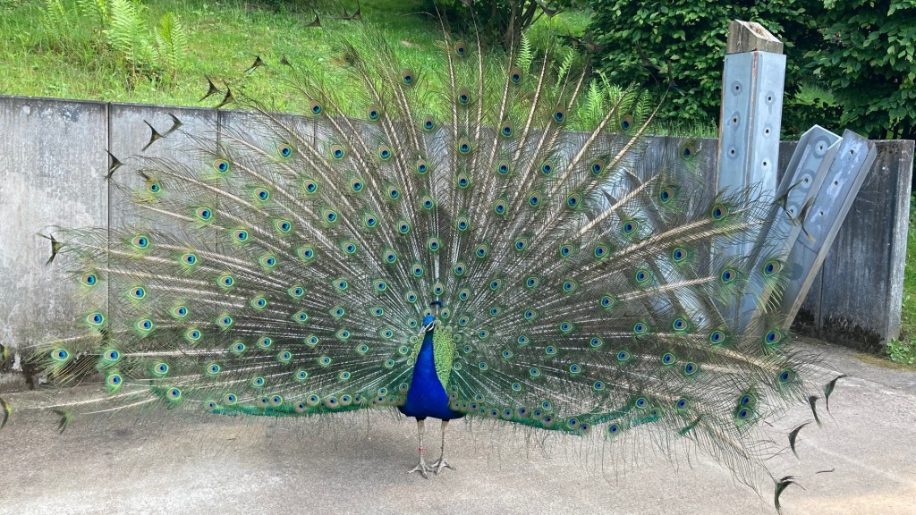 Ein Pfau im Neunkircher Zoo