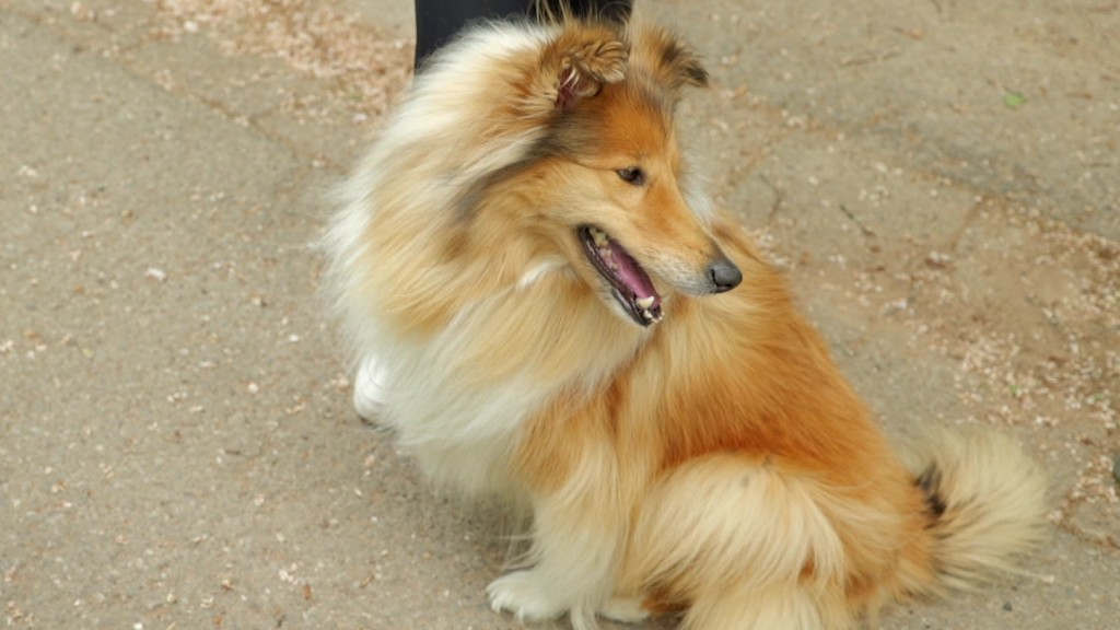 Ein Sheltie vom Verein 