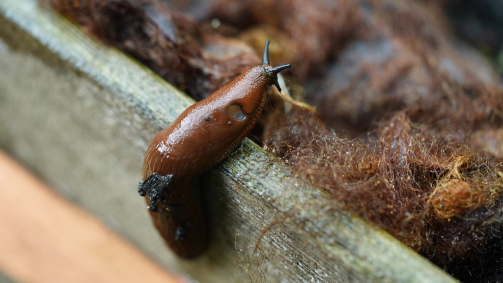Foto: Nacktschnecke