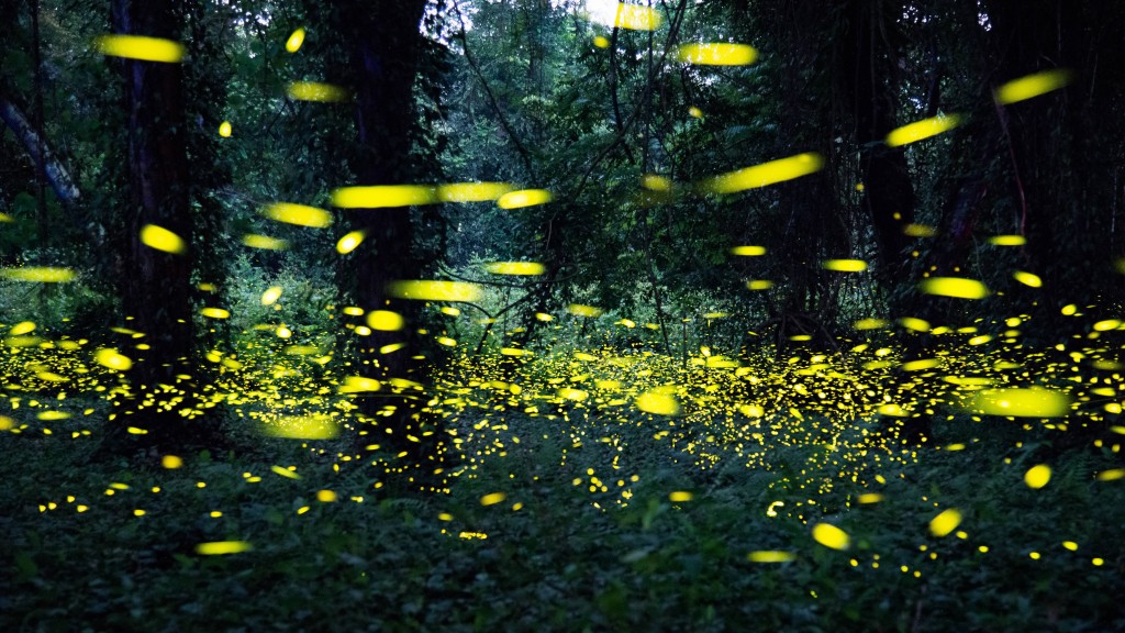 Foto: Glühwürmchen schwirren durch den Wald