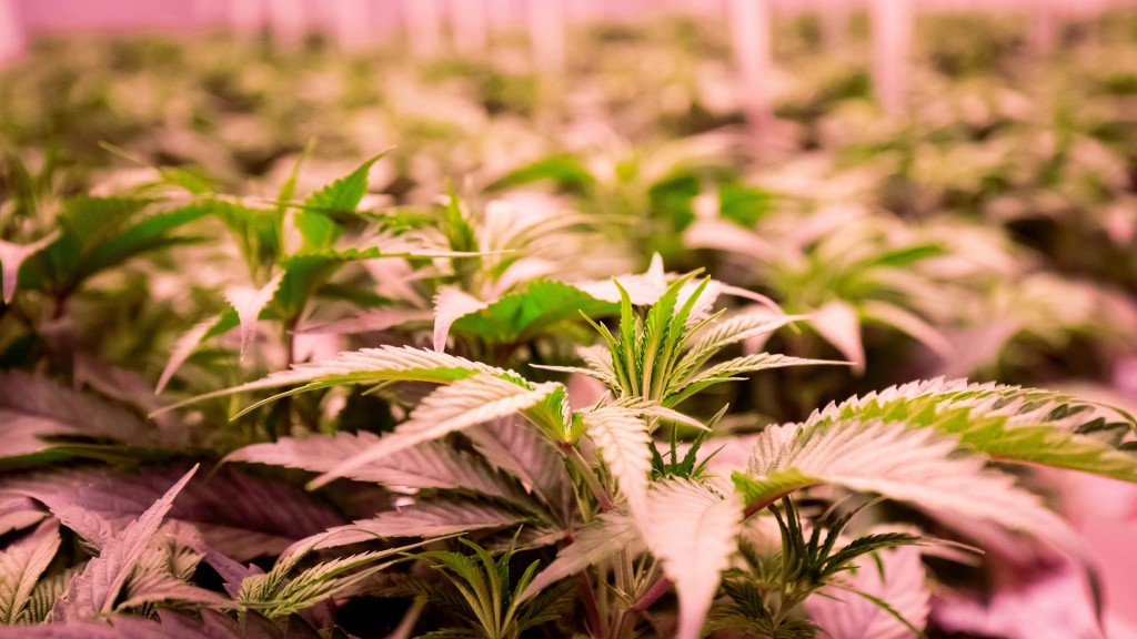 Cannabisplanzen stehen im Blühraum einer Produktionsanlage von Aphira für medizinisches Cannabis. 