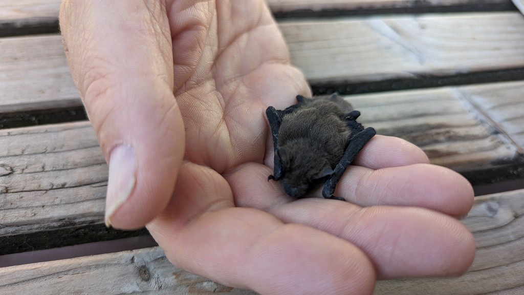 Junge Zwergfledermaus