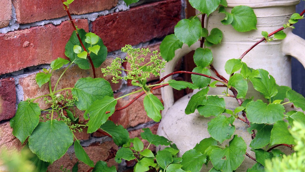 Kletterhortensie an einer Hauswand