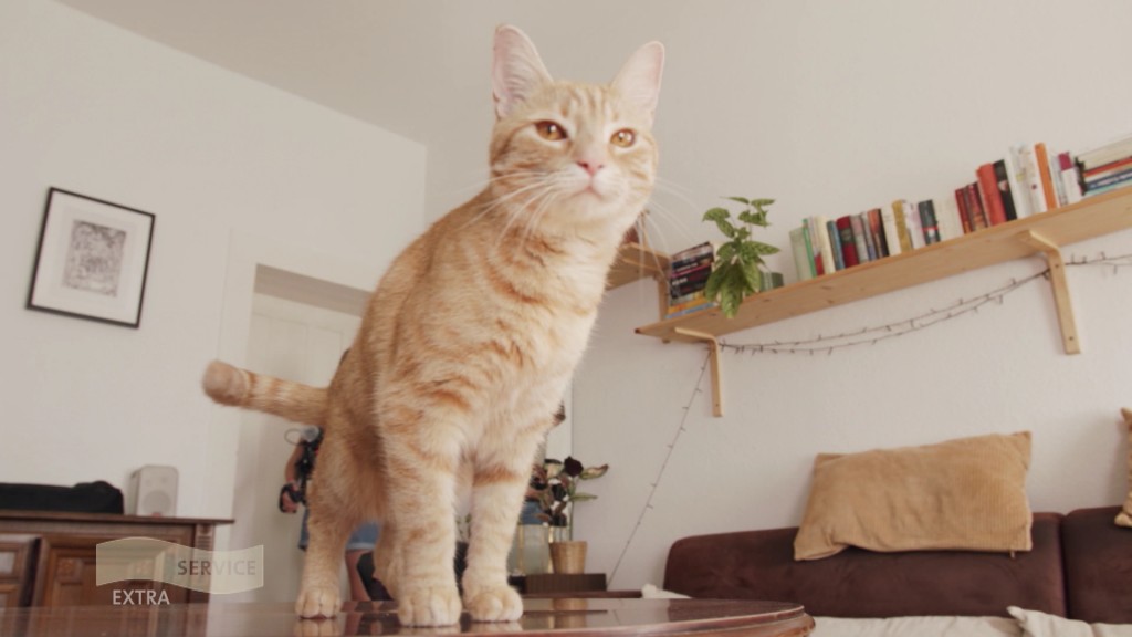 Foto: Eine Katze auf dem Tisch