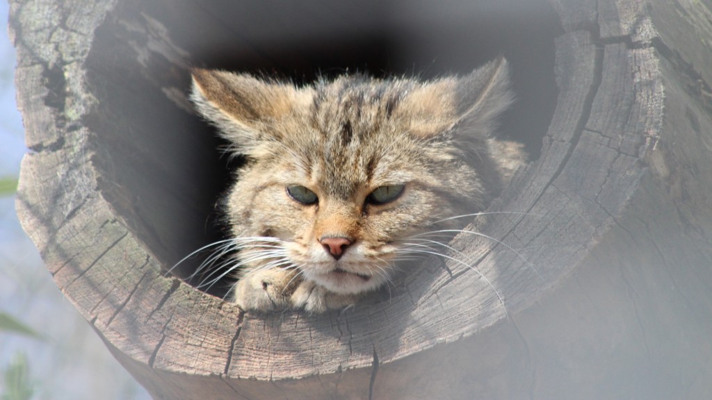 Eine Wildkatze liegt in einem ausgehöhlten Baumstamm