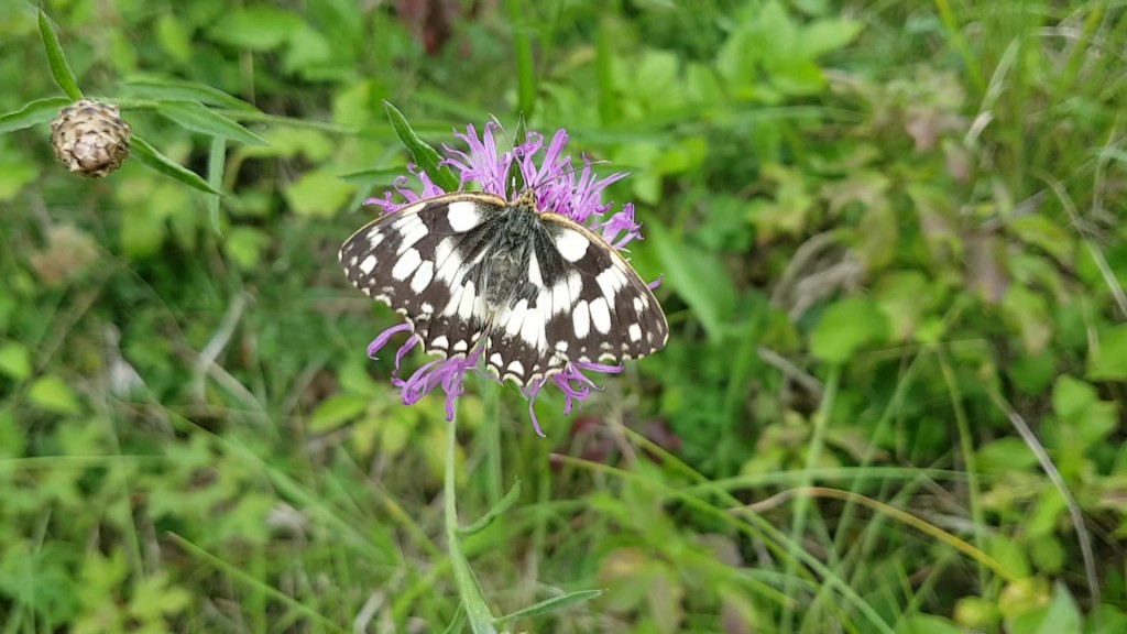 Foto: Schmetterling auf Blume