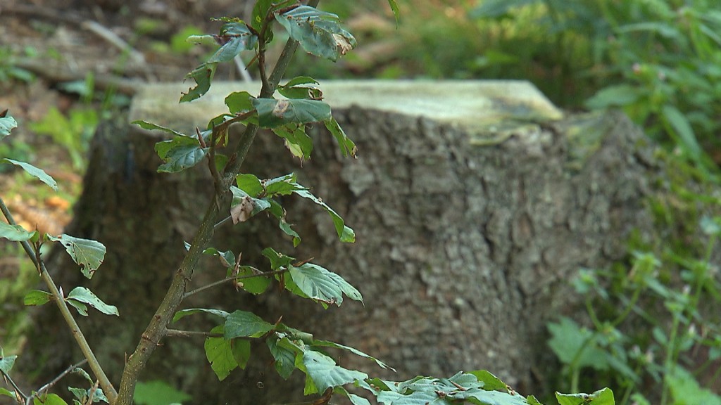 Ein junger Baum vor einem Baumstamm