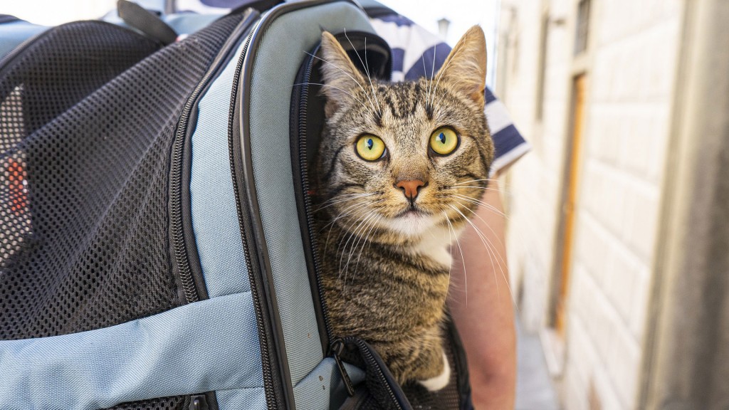 Katze schaut aus einer Reisebox heraus