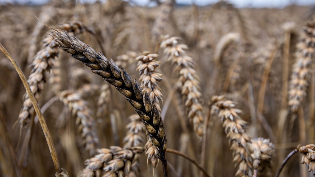 Foto: Überreife und teilweise schwarze Weizenähren stehen auf einem noch nicht abgeernteten Feld.