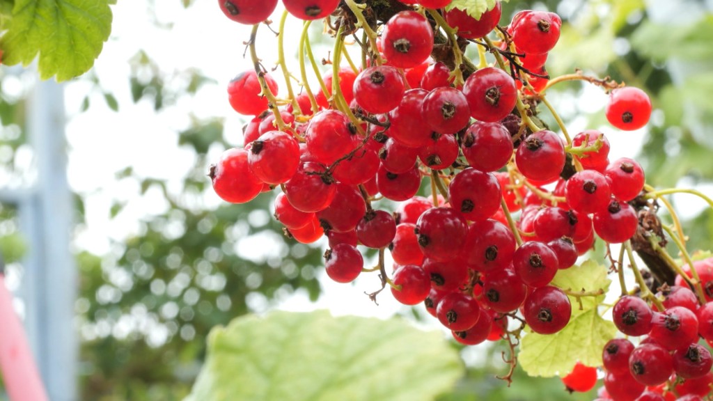 Foto: Johannisbeeren