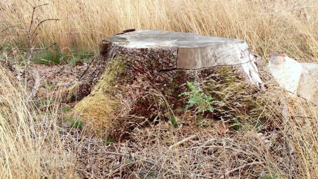Foto: ein Baumstamm auf einem vertrockneten Feld