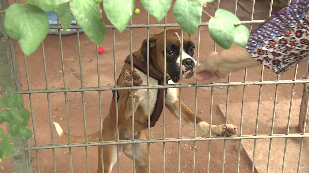 Foto: Hund in einem Zwinger